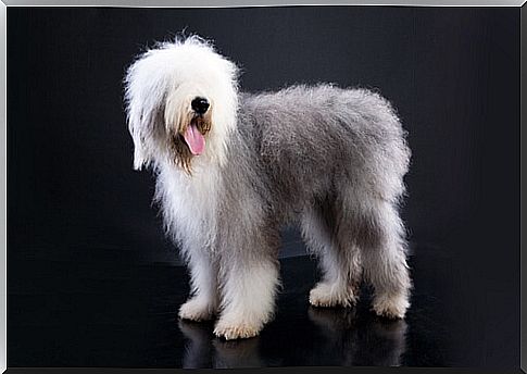 Dogs with short tails