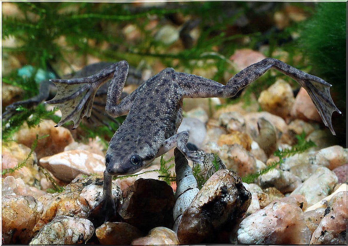 Dwarf African clawed frog: care and characteristics