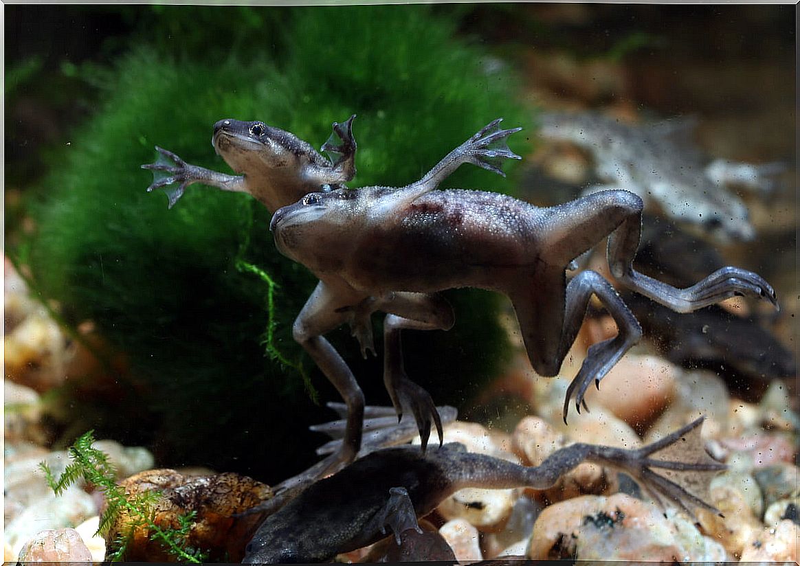 Dwarf frogs in an aquarium.