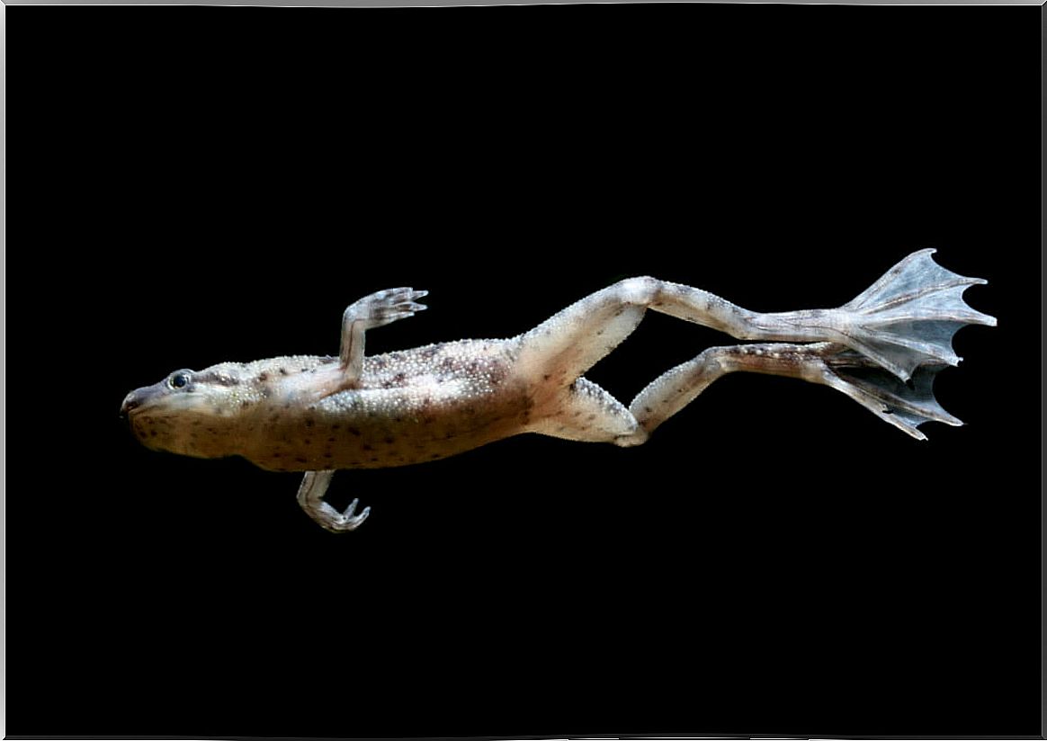 A clawed frog with a black background.