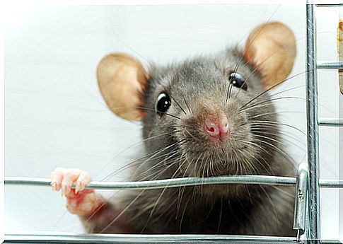 Environmental enrichment for rats