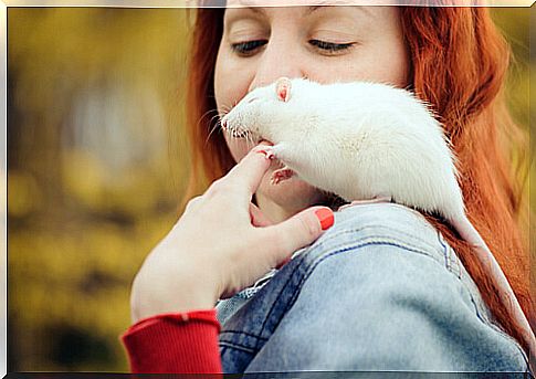 Rat on the shoulder