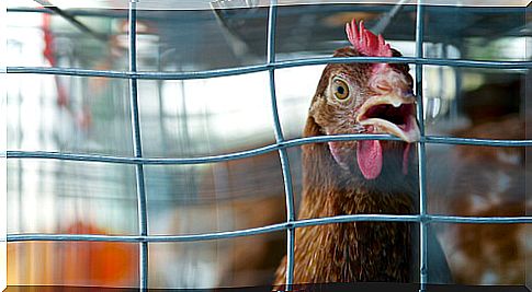 European regulations, will it be the end of cages?