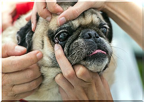 Eye care for pets