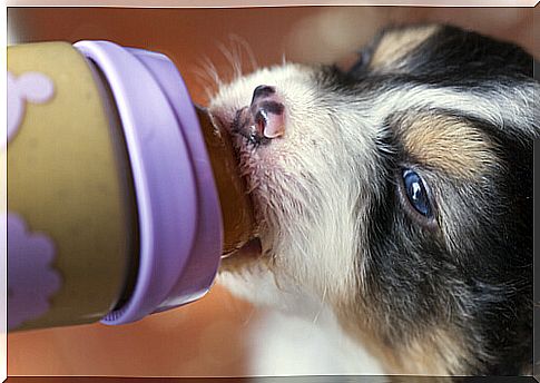 Feeding a weaned puppy early