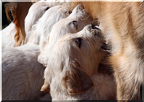 Puppies weaned early