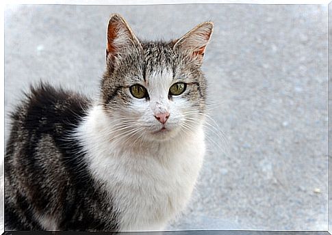 Feline Infectious Peritonitis: a disease that can cause the death of your cat