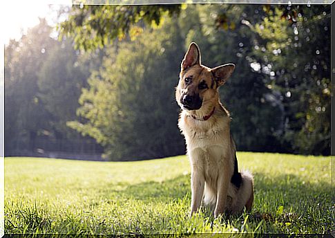 dog bows head