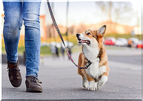 Person walking his corgi dog.