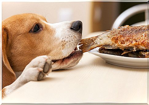 dog steals food