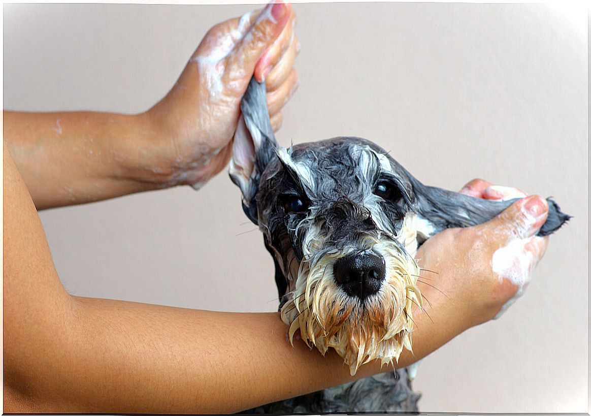 Five tips for making homemade shampoo for dogs