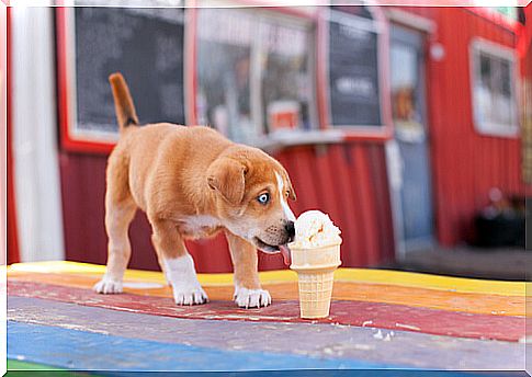 Forbidden foods for your dog at Christmas