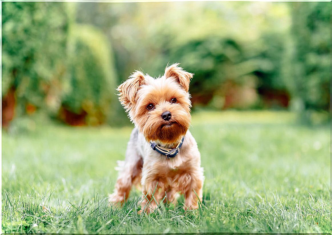 Four common ailments in small dog breeds