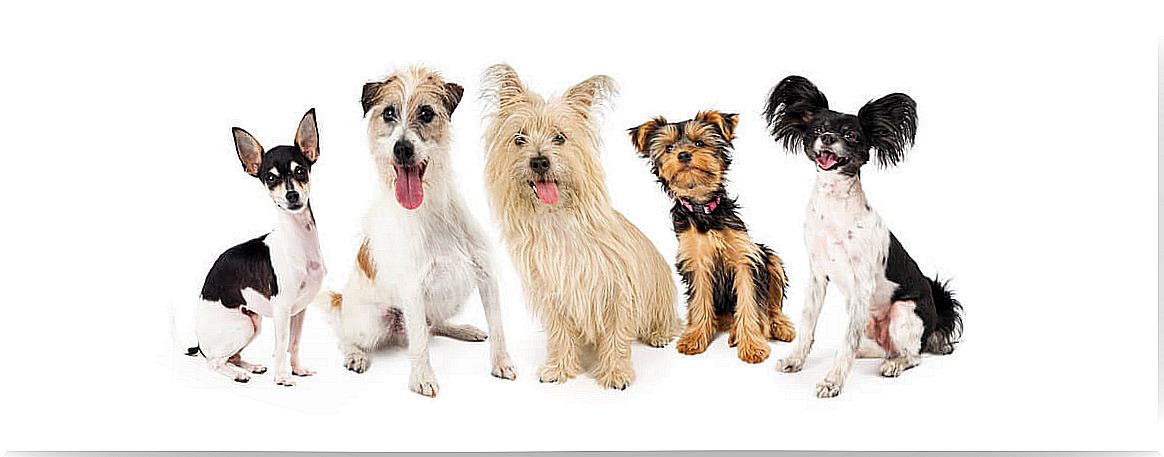 Small dog breeds.