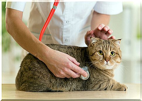 cat vet