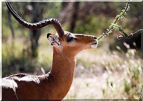 Gacela comiendo