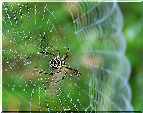 Spider weaving its web.