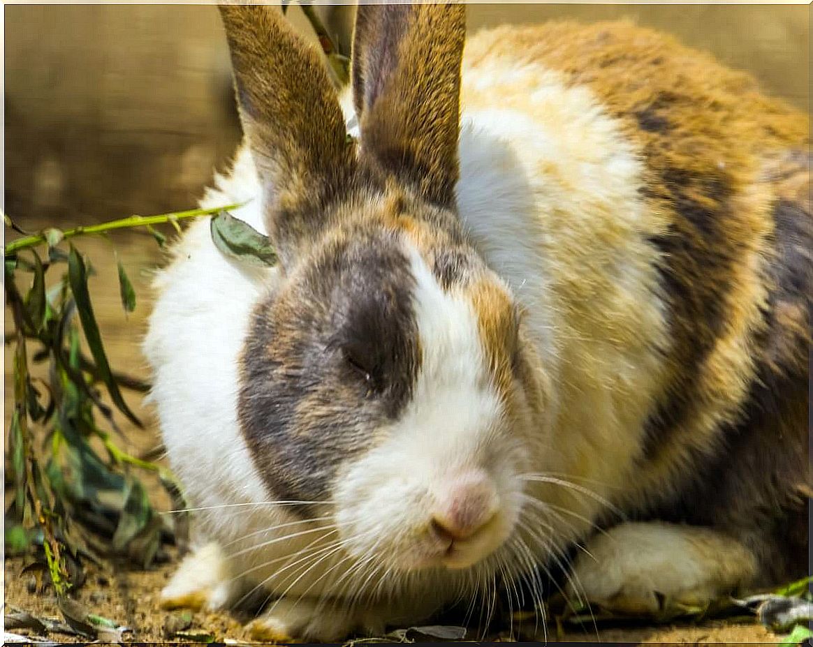 Harlequin rabbit: characteristics, care and food