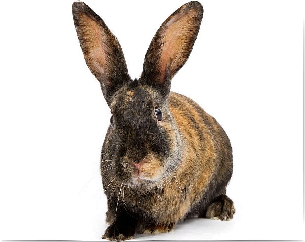 The fur of a harlequin rabbit.