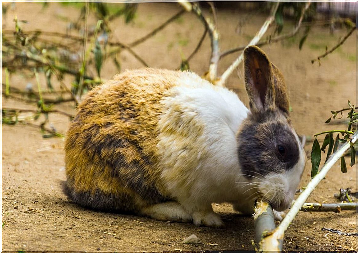 A harlequin rabbit on a farm