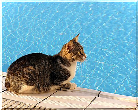 How do cats keep cool in the heat?