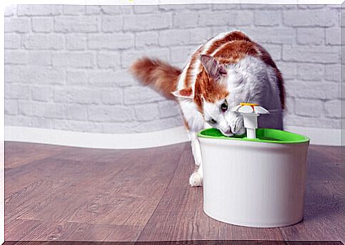 Water fountain to keep cats cool