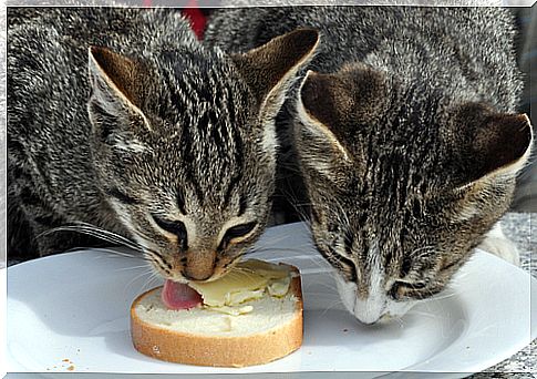 gatos comiendo