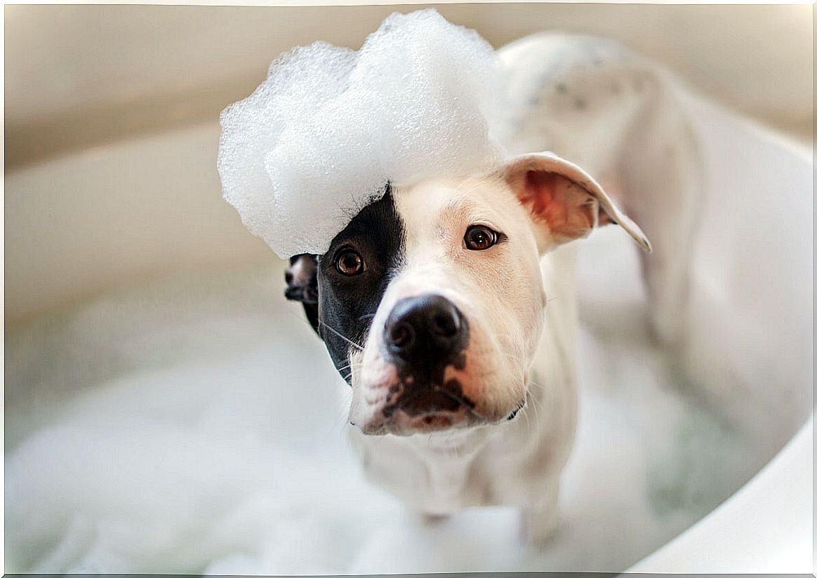 A dog in the bathroom.