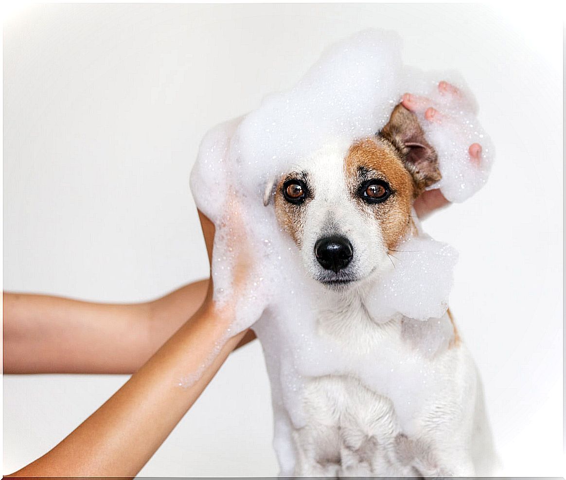 A dog bathing.