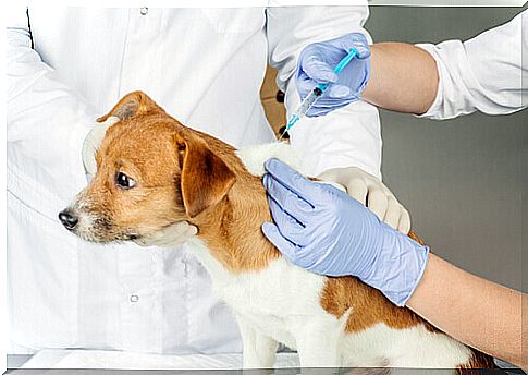 Veterinarian vaccinating a dog