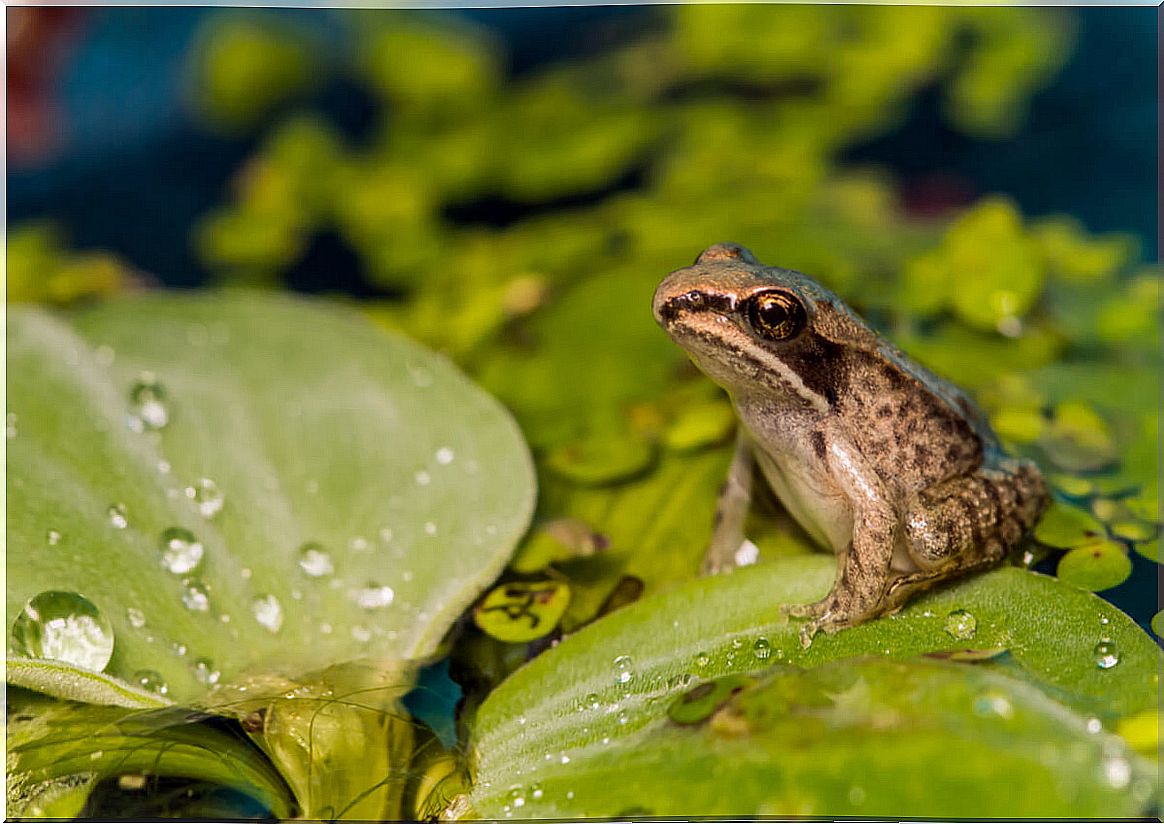 How is the metamorphosis of the frog?