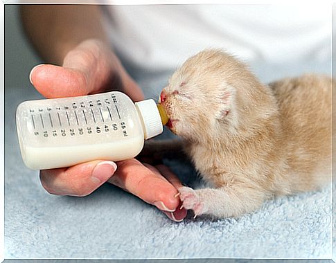 gatito comiendo