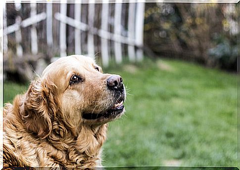 Elderly dog ​​on the grass