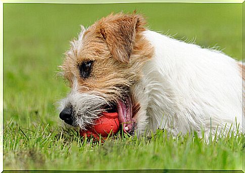 Reassure nervous dog