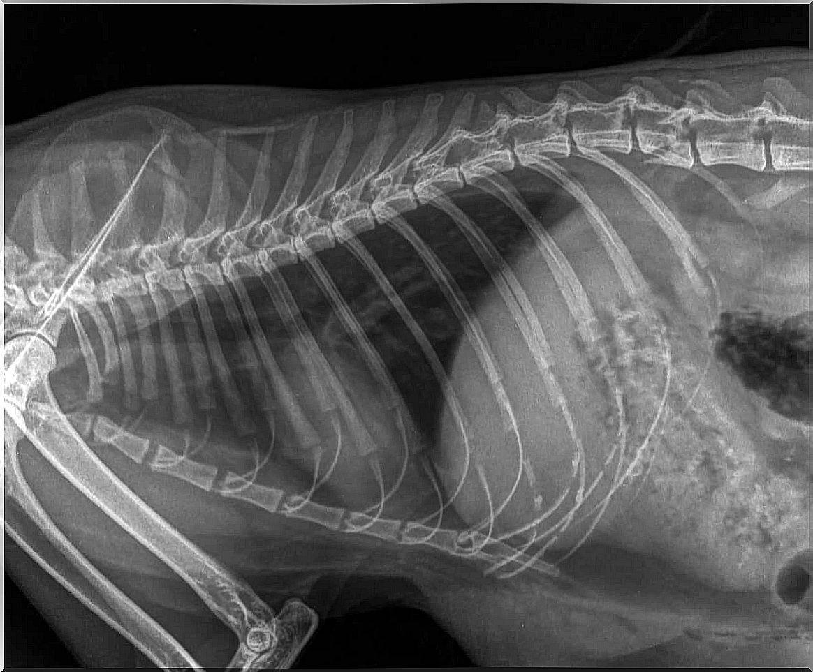 An X-ray diagnosis of a dog with pneumonia.