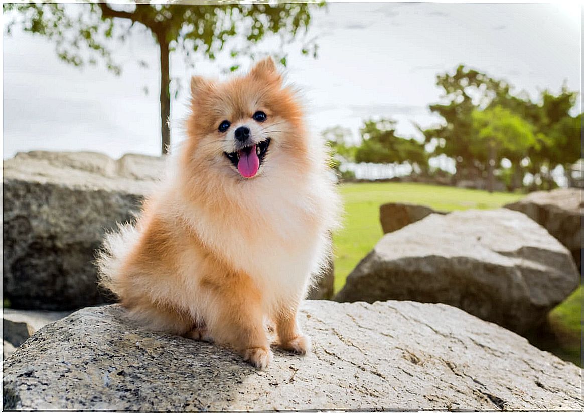 A Pomeranian smiling at the camera.