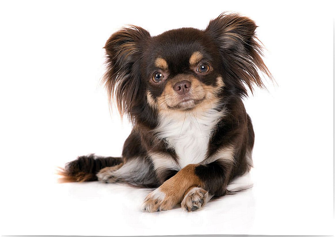 The Chihuahua is the longest-lived breed of dog.