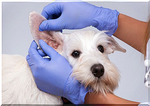 Dog breeds prone to ear infections: treatment