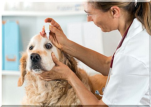 Home treatment for conjunctivitis in dogs