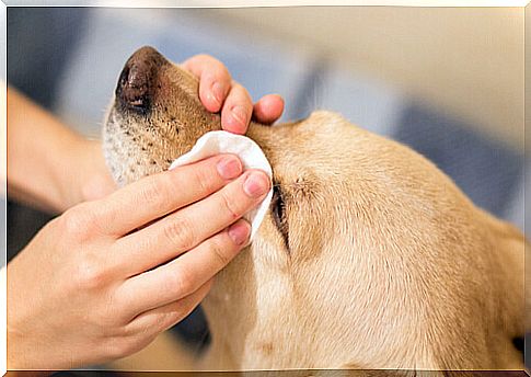 Washing your dog's eyes