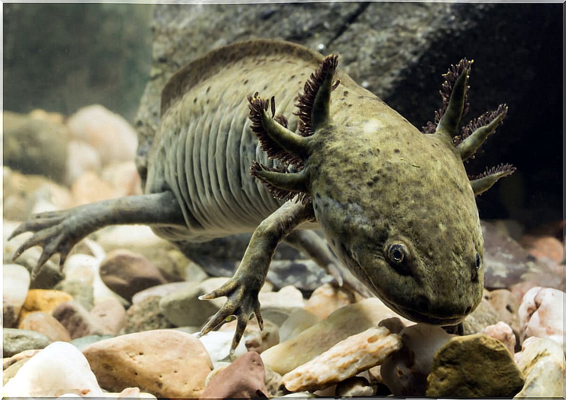 How to cool the aquarium water of an axolotl?