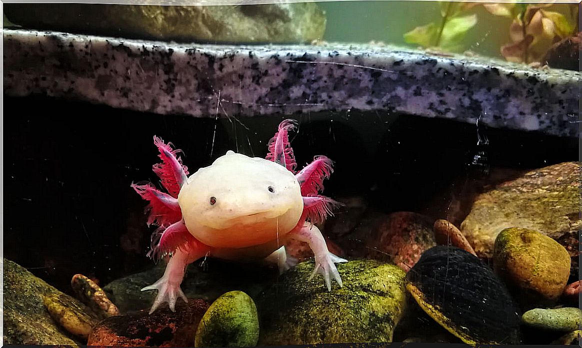 An axolotl in an aquarium.