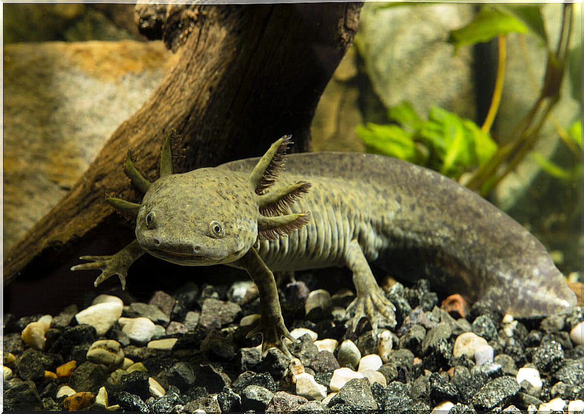 A large axolotl in an aquarium.