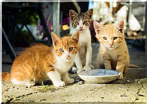 How to feed a colony of cats correctly?