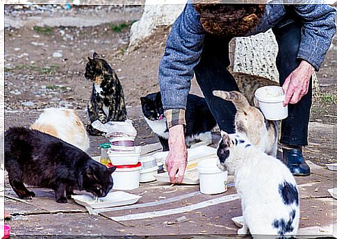 How to help stray cats