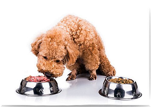 How to feed our pet more naturally