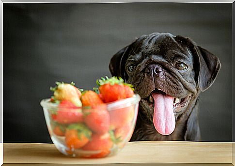 Vegetables and fruits for dogs