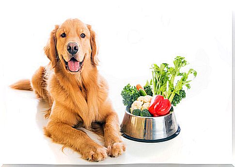 Soft diet for dogs