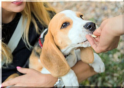 How to Give Medicines to Pets