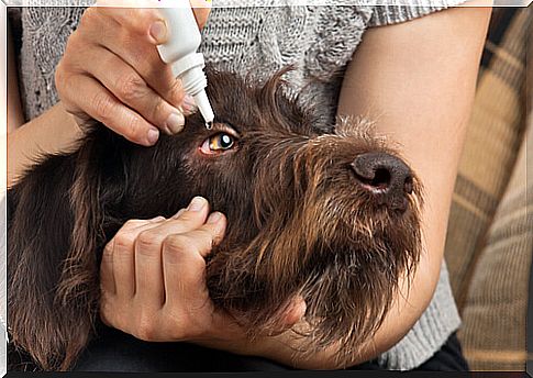 Putting drops in the dog's eyes